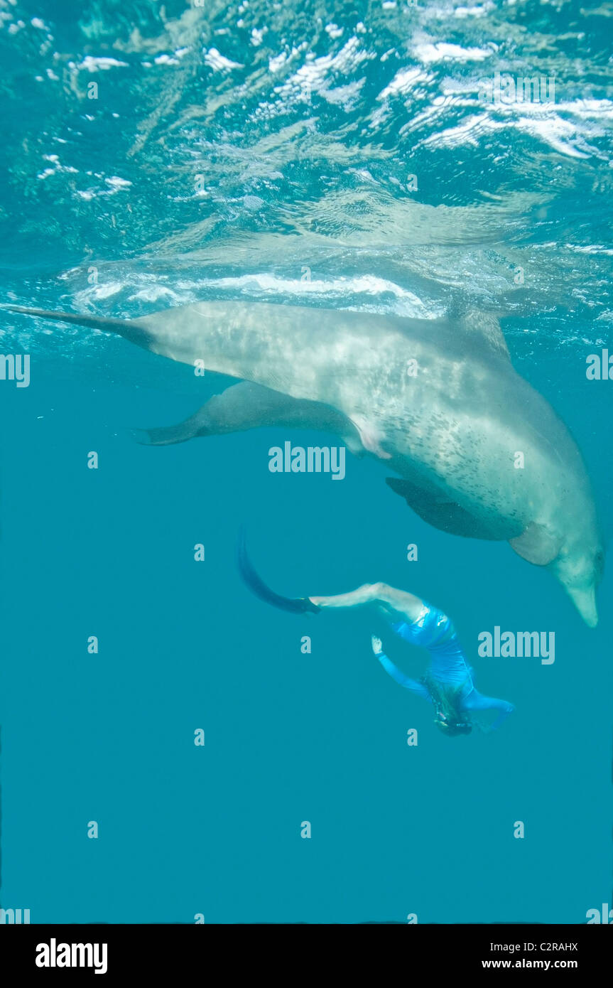Donna nuoto con delfini selvaggi a naso a bottiglia Foto Stock