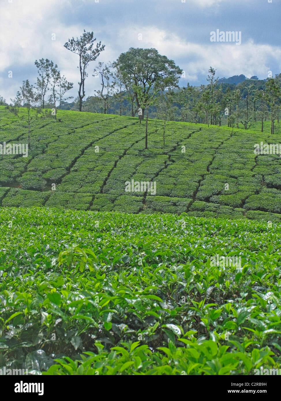 Tenuta di tè, Nelliyampathi colline, Kerala, India Foto Stock