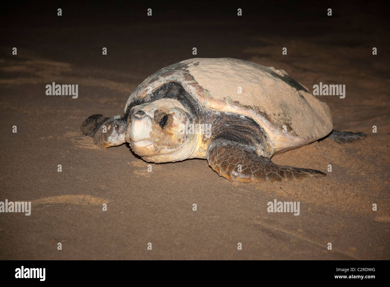 Tartaruga Caretta, Caretta caretta, muovendo da nido a mare di notte, Banga Nek, Kwazulu Natal, Sud Africa Foto Stock