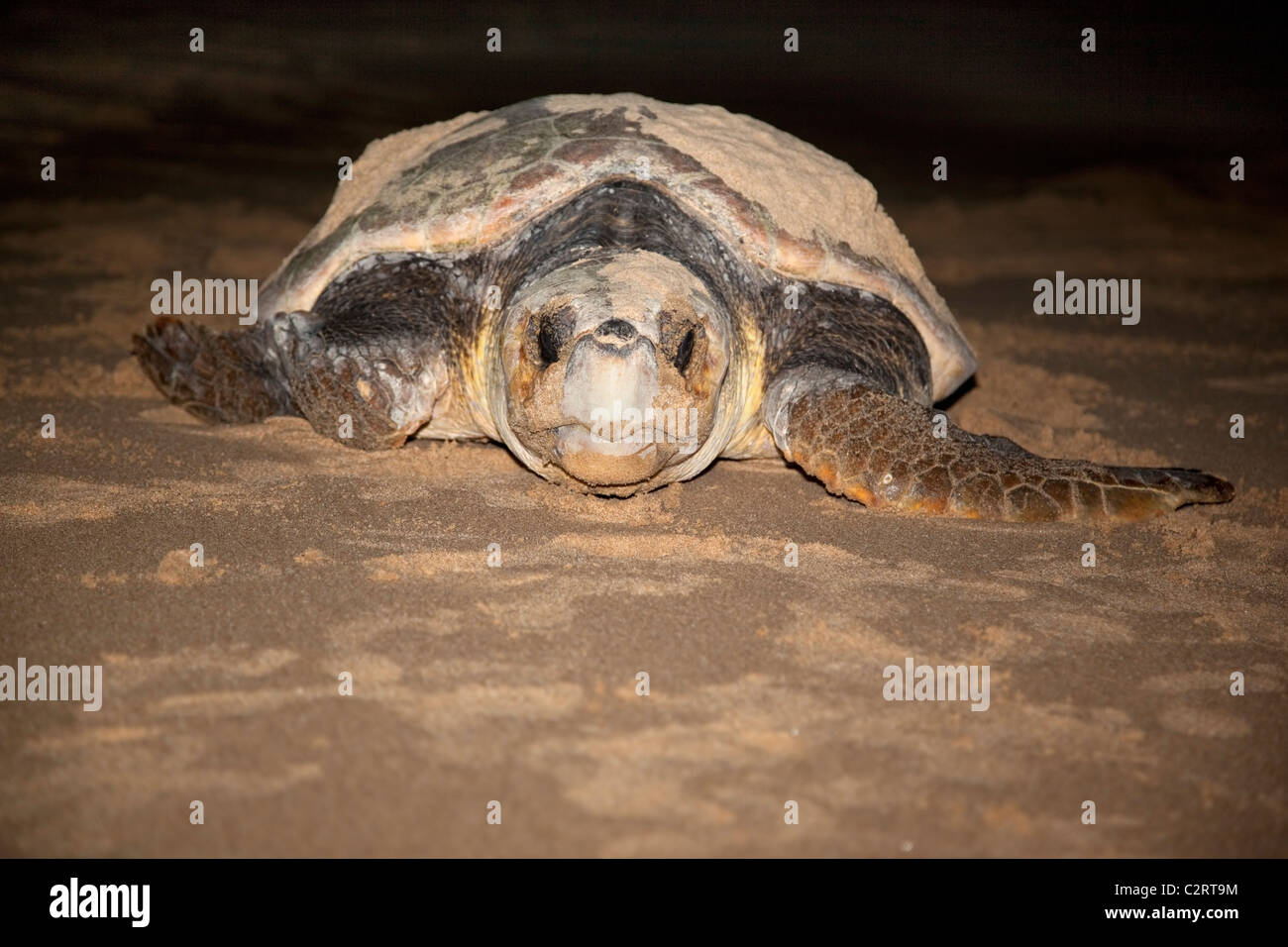 Tartaruga Caretta, Caretta caretta, muovendo da nido a mare di notte, Banga Nek, Kwazulu Natal, Sud Africa Foto Stock