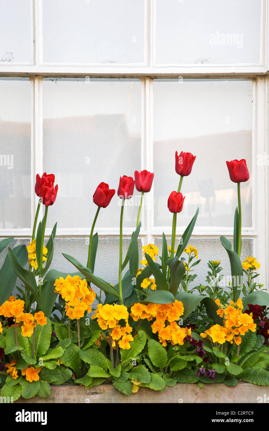 Fiori di Primavera in una finestra casella a Knaresborough House North Yorkshire, Inghilterra Foto Stock