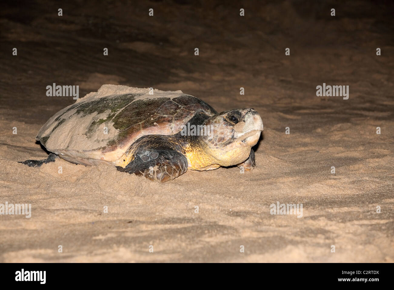 Tartaruga Caretta, Caretta caretta, muovendo da nido a mare di notte, Banga Nek, Kwazulu Natal, Sud Africa Foto Stock