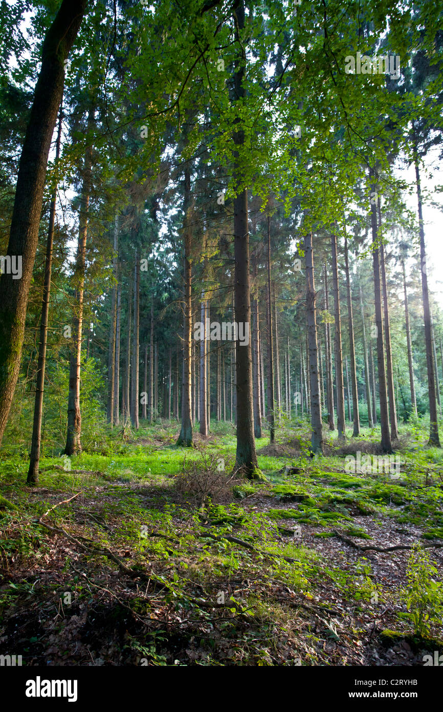 Il bellissimo paesaggio di dwingeloo parco nazionale situato nel nord-est dei Paesi Bassi Foto Stock