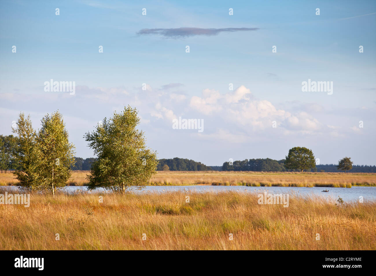 Il bellissimo paesaggio di dwingeloo parco nazionale situato nel nord-est dei Paesi Bassi Foto Stock