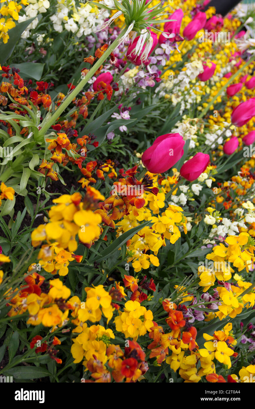 Parete di fiori (Cheiranthus cheiri)e vivaci tulipani rosa (Tulip) visualizzati qui in corrispondenza di un estremo aspetto angolata in Maida Vale. Foto Stock