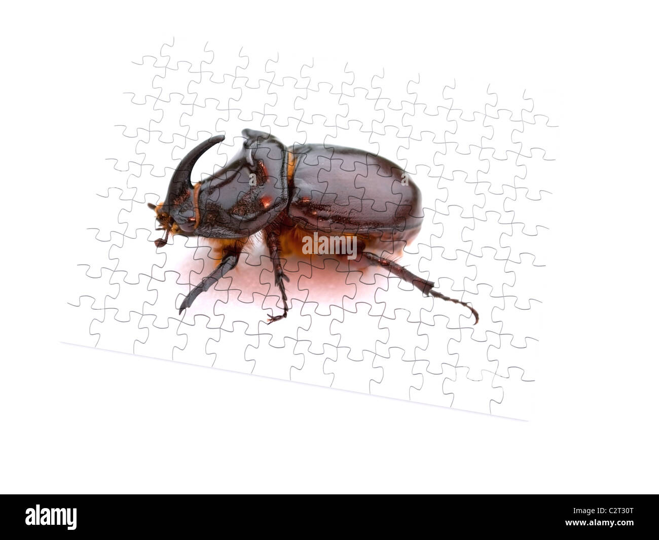 Pezzo di puzzle di bug. 3d Foto Stock