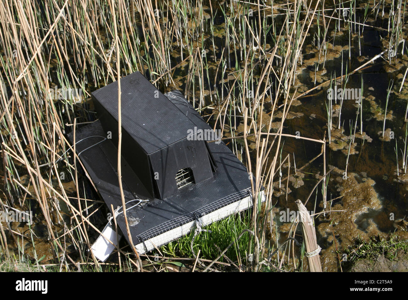 Di visone zattera di monitoraggio in un Reedbed a Conwy RSPB Riserva, Galles Foto Stock