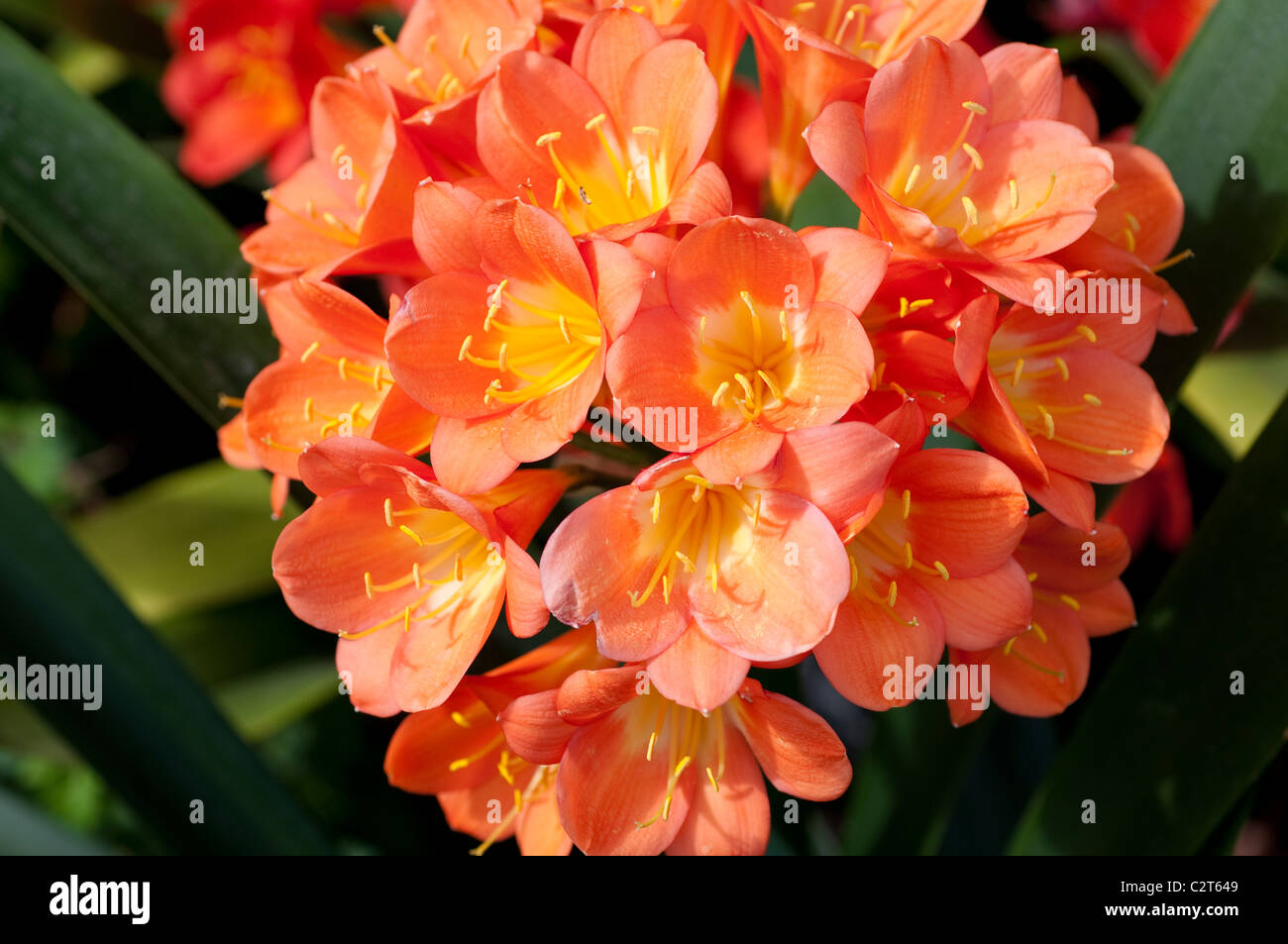 Clivia x kewensis 'Bodnant fiamma' Foto Stock