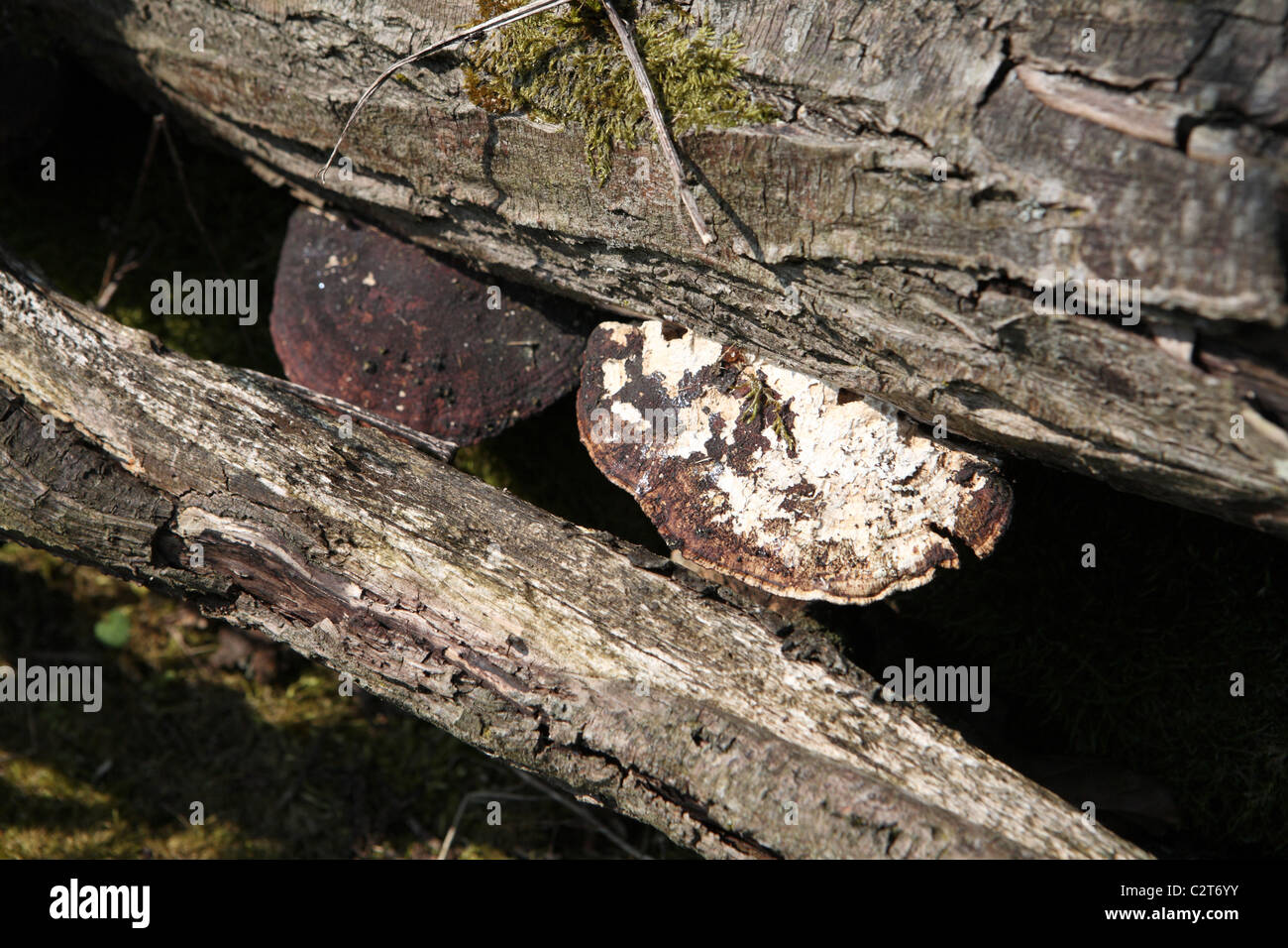 I funghi che crescono su marciume logs Foto Stock