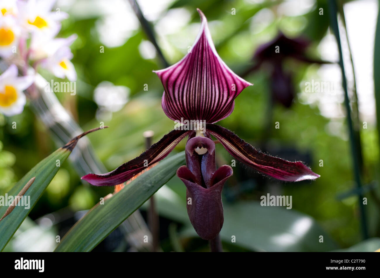 Orchid Paphiopedilum maudiae 'Black Jack' Foto Stock