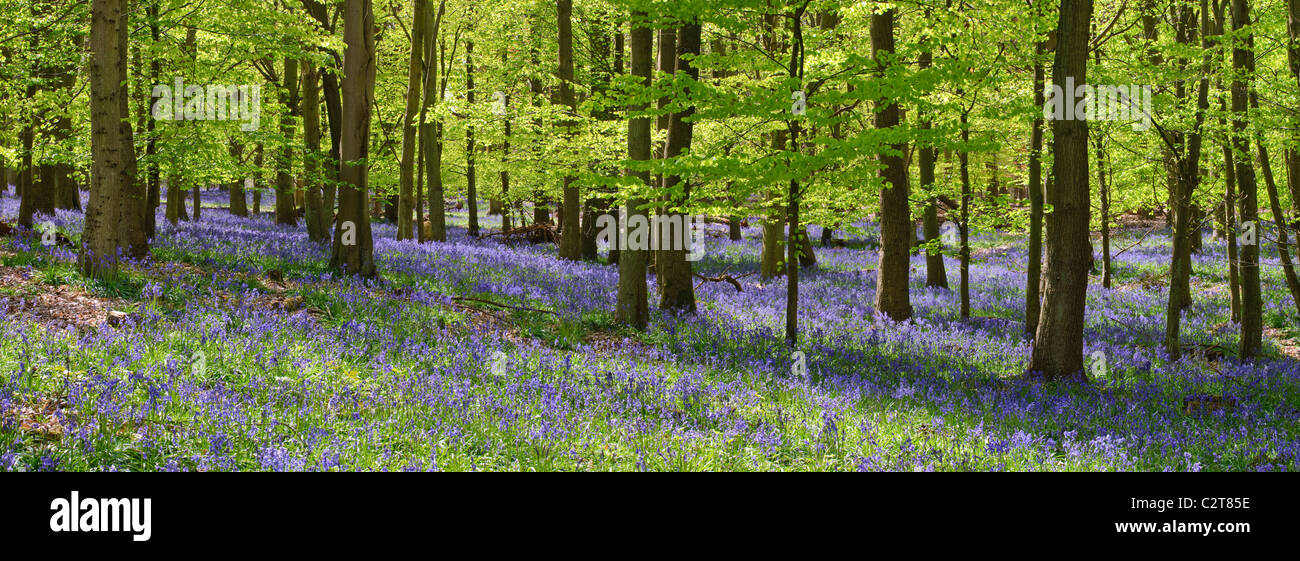 Bluebells in una spiaggia foresta in primavera, Hertfordshire, Inghilterra Foto Stock