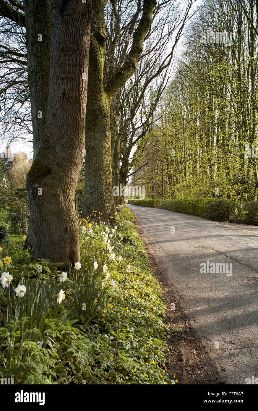 Vicolo del paese nella primavera Shropshire REGNO UNITO Foto Stock