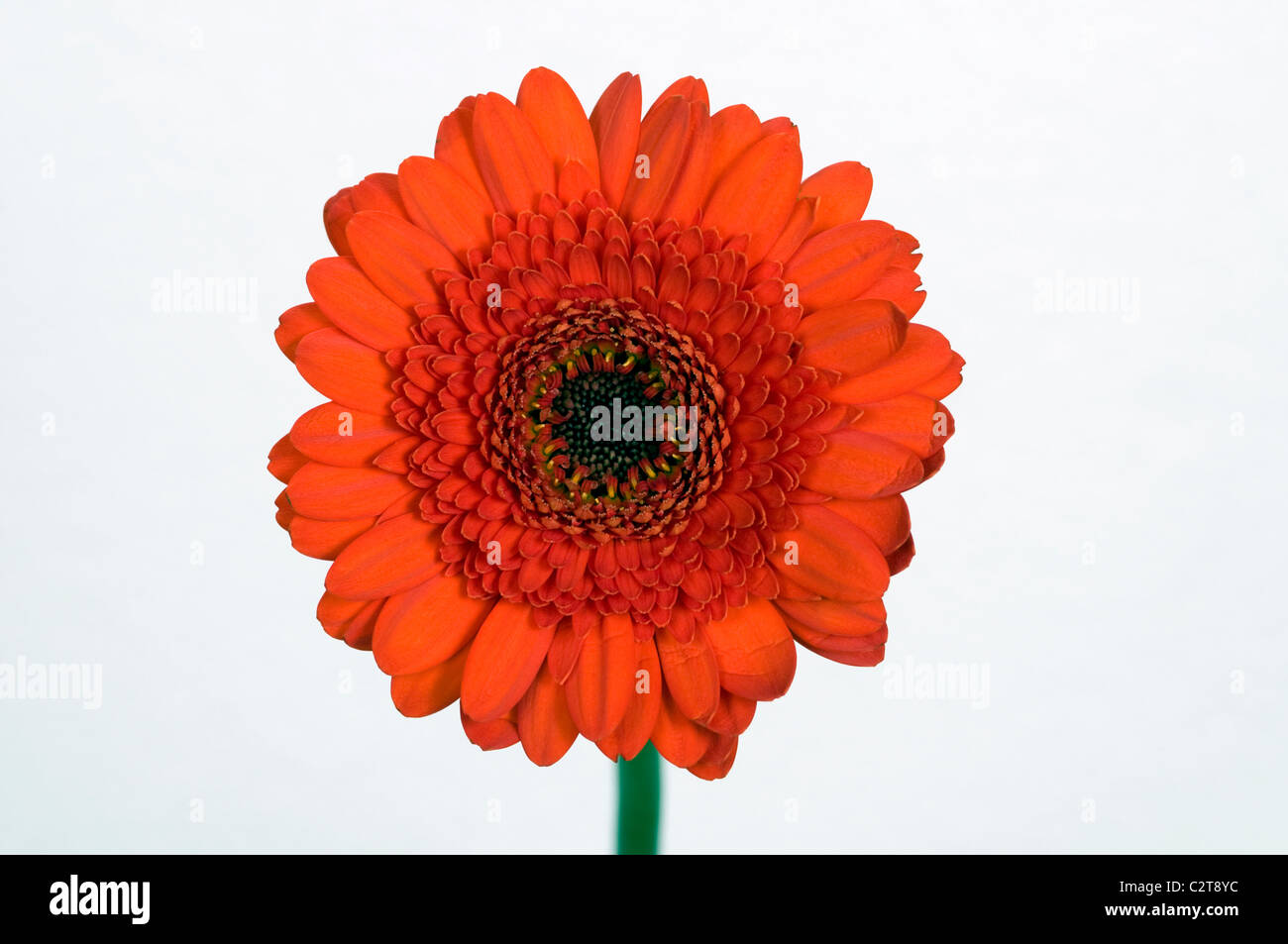 Gerbera fiore Foto Stock