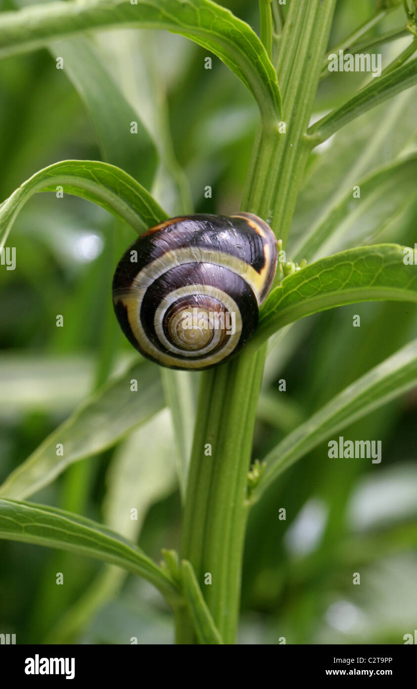 Grove lumaca, marrone-lumaca a labbro o scuro con labbro di hedge-lumaca, Cepaea nemoralis Helicidae, Gastropoda, Mollusca. Foto Stock