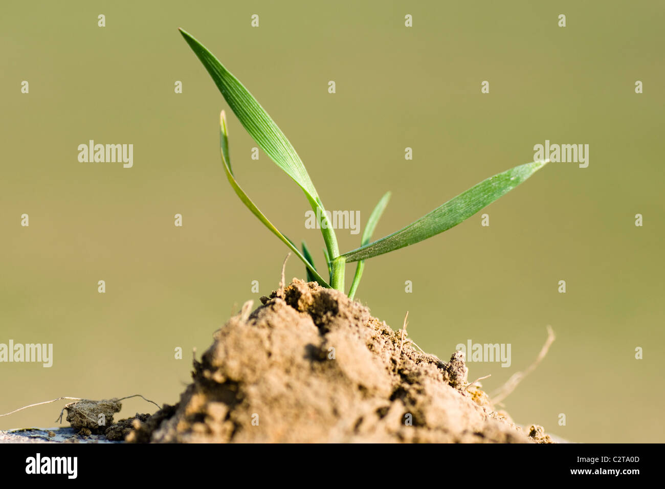 Giovane pianticella di grano piantato in un terreno fertile Foto Stock