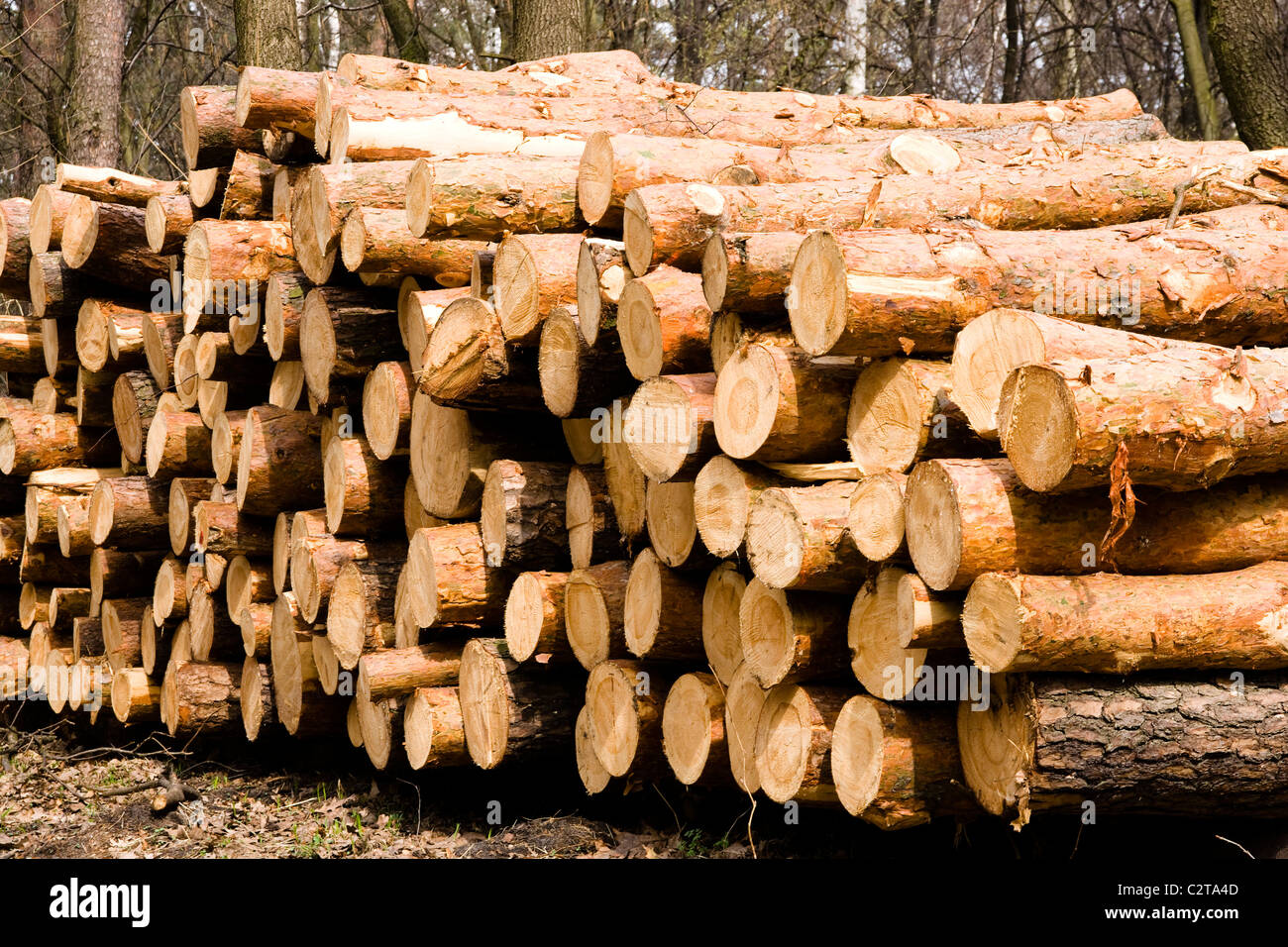 Un mucchio di pino. I registri sono impilati in foresta Foto Stock