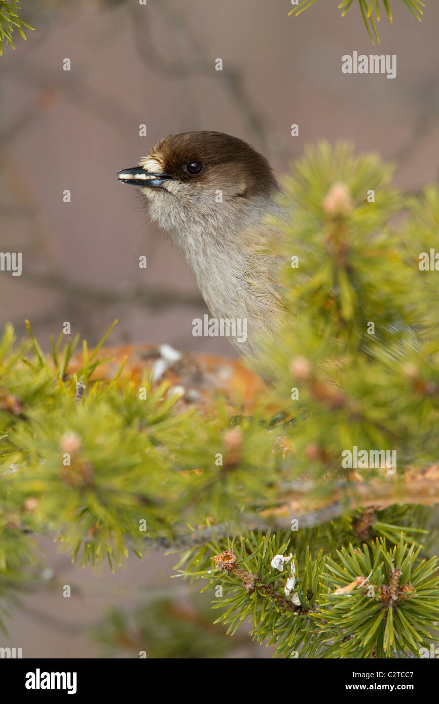 Siberian Jay Perisorius infaustus nascondendo in pino Foto Stock