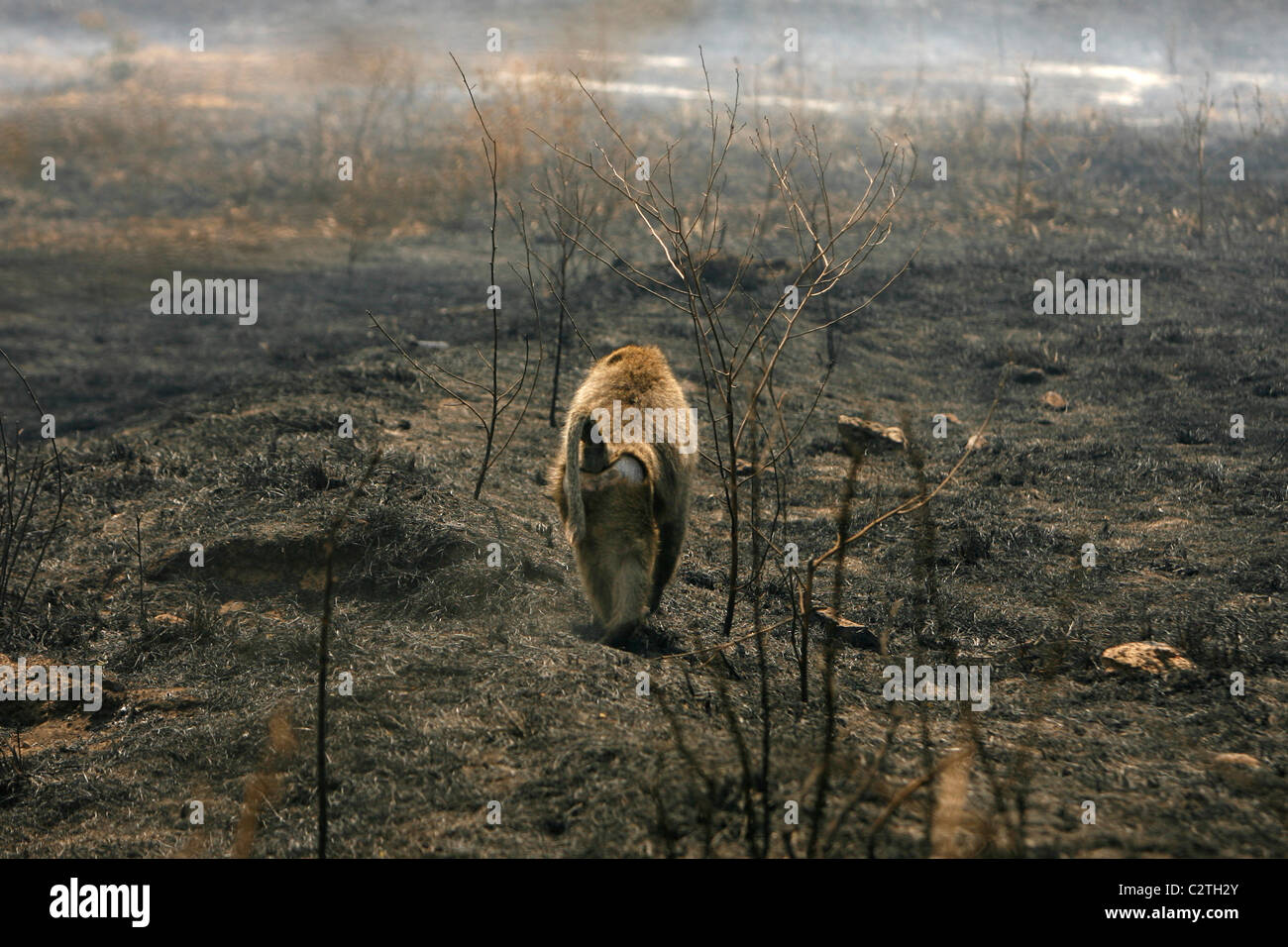 Un babbuino passeggiate attraverso un carbonizzato paesaggio bruciato dopo un incendio di foresta in Kenya Foto Stock