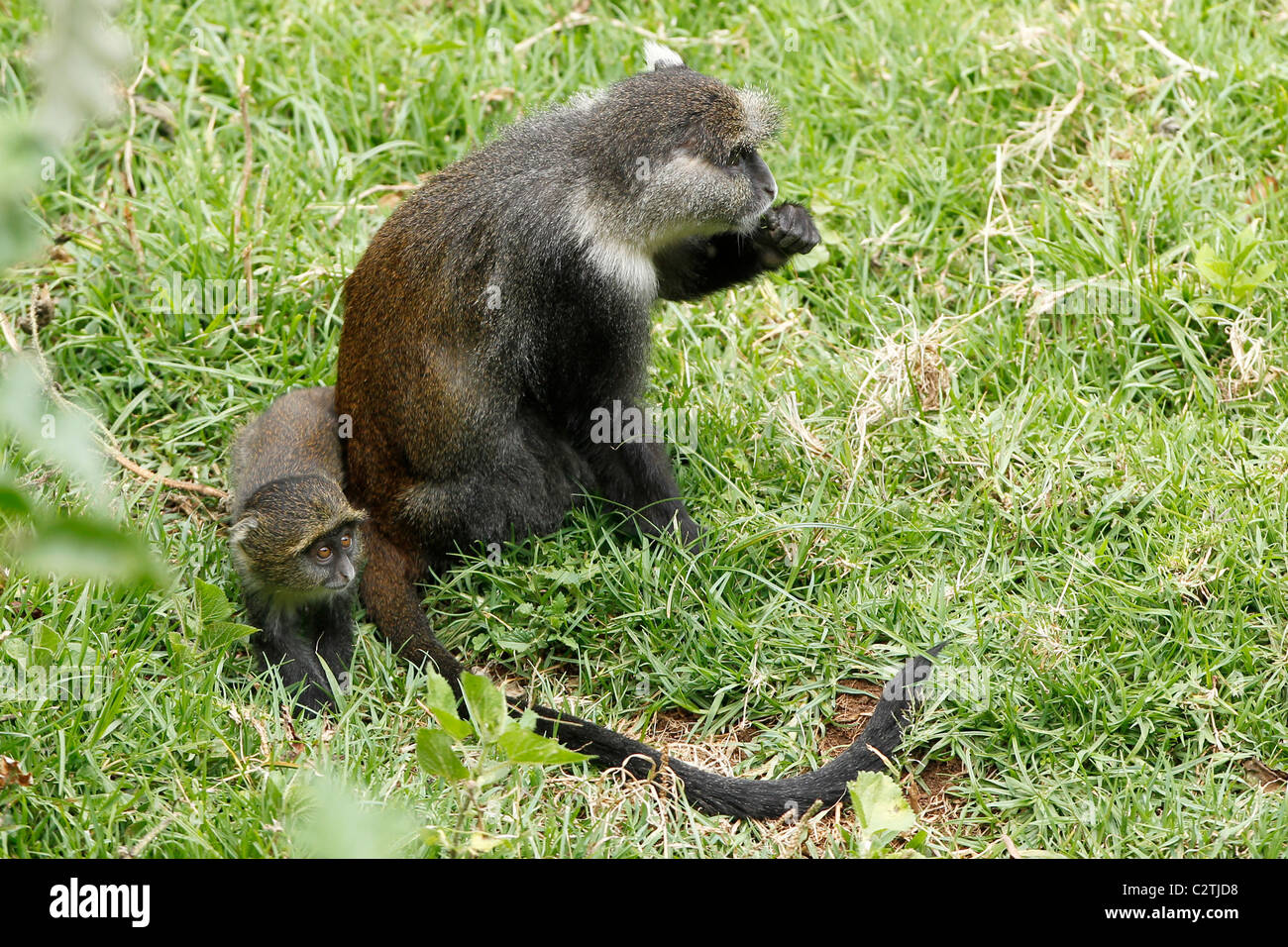 Una madre sykes monkey si siede sul prato con i suoi giovani in Kenya Foto Stock