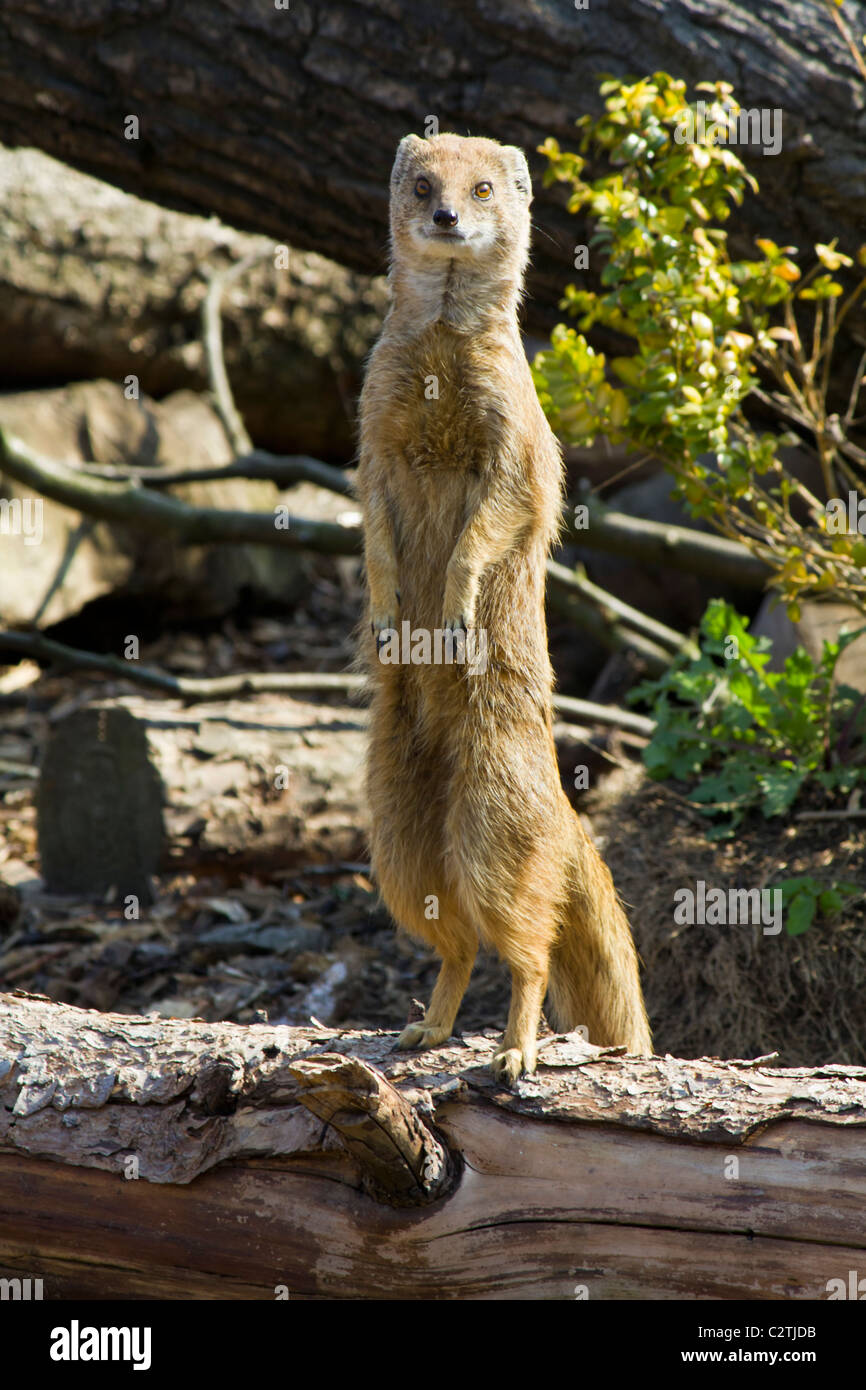 Ho pensato solo Meerkats ha fatto questo ma questo mongoose mi ha mostrato altrimenti Foto Stock