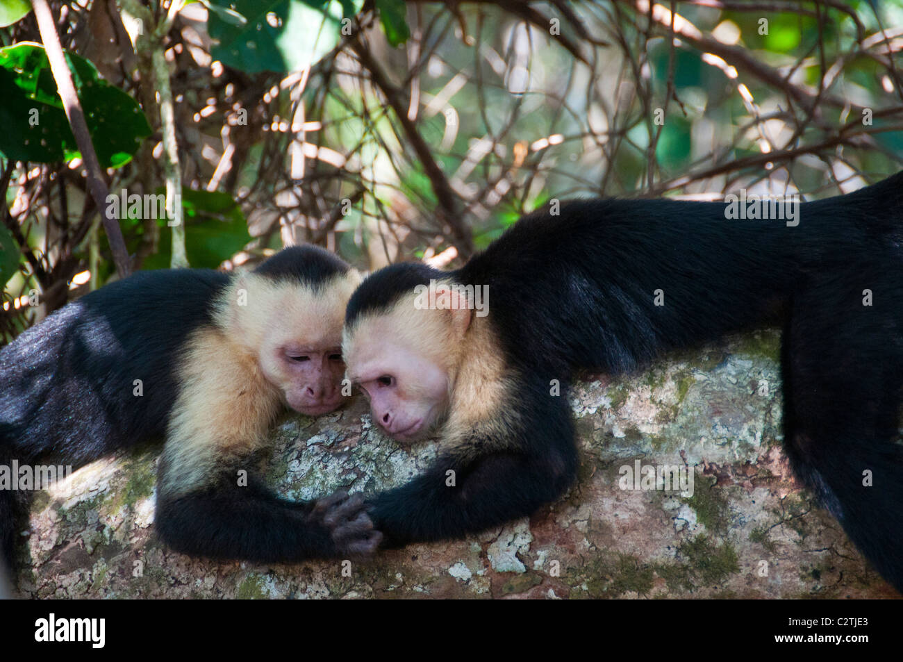 Facce bianche scimmie cappuccini parco nazionale Manuel Antonio Costa Rica Foto Stock