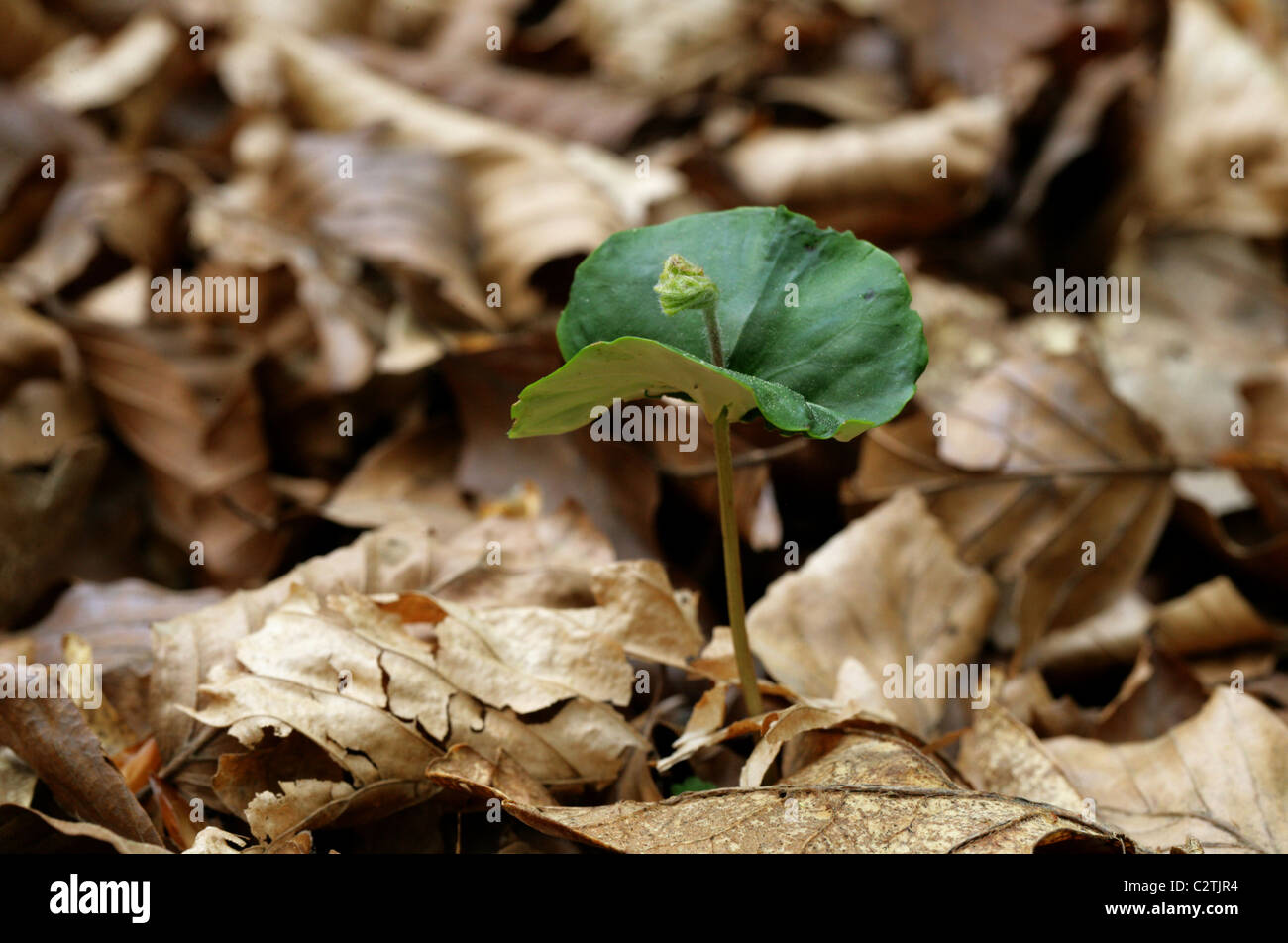 Faggio piantina, Fagus sylvatica, Fagaceae. Crescendo in un bosco di faggi in aprile. Foto Stock