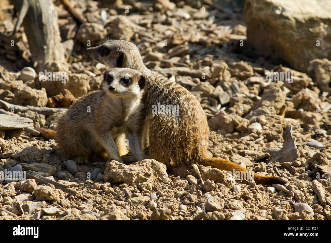 Questi strani e meravigliosi animali sono così carino e divertente che io, insieme con milioni, immagino, poteva guardare per ore. Foto Stock Questi strani e meravigliosi animali sono così carino e divertente che io, insieme con milioni, immagino, poteva guardare per ore. Foto Stock
