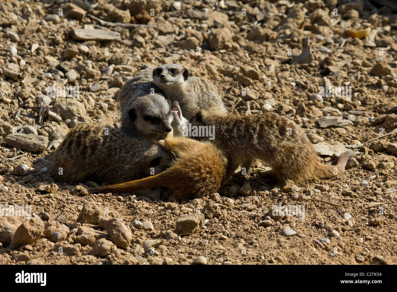 Come i bimbi a un vivaio di queste adorabili creature poco davvero sembrano godere di riproduzione Foto Stock