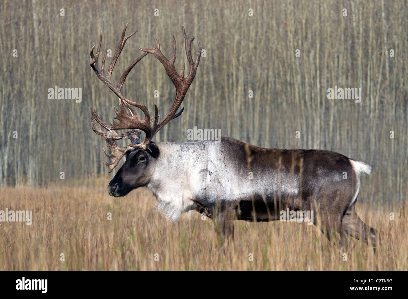 Bull terreno boscoso dei caribù in Yukon Territory, Canada Foto Stock