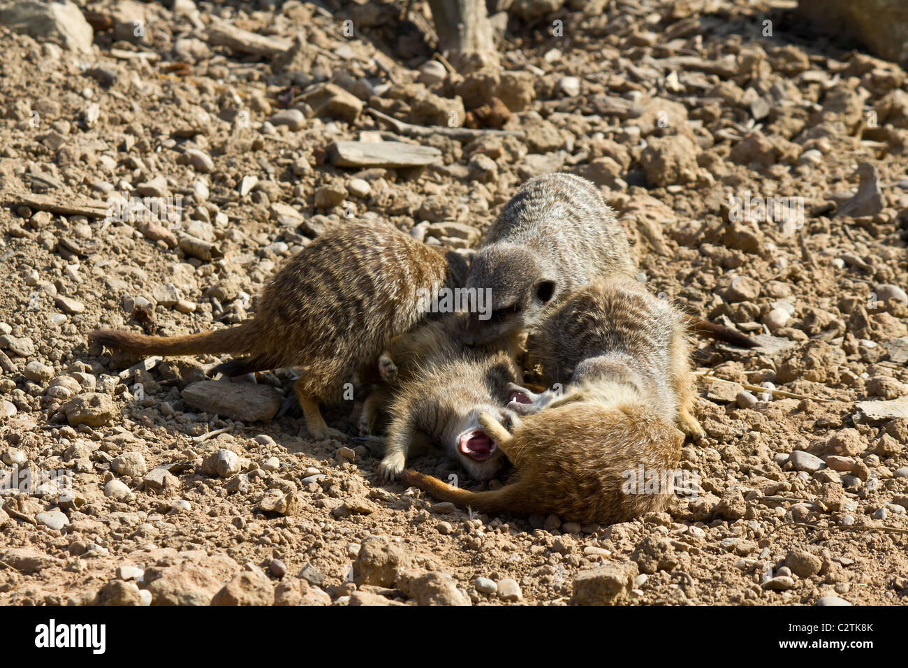 Denti bared questo sembra un po' drammatico ma era tutto in un buon divertimento e nessun animale è stato danneggiato Foto Stock Denti bared questo sembra un po' drammatico ma era tutto in un buon divertimento e nessun animale è stato danneggiato Foto Stock