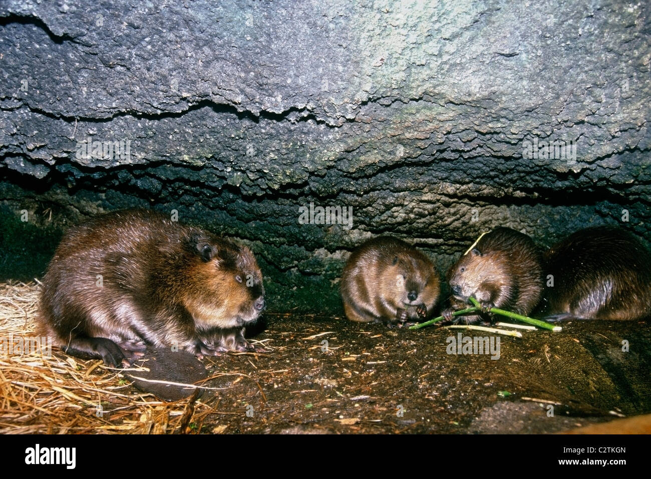 Beaver famiglia sotto la roccia Foto Stock