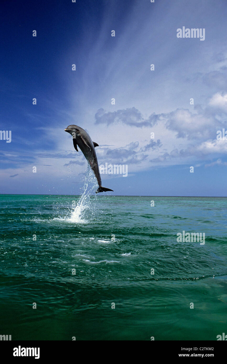 Naso di Bottiglia Dolphin Jumping Roatan Honduras estate Foto Stock