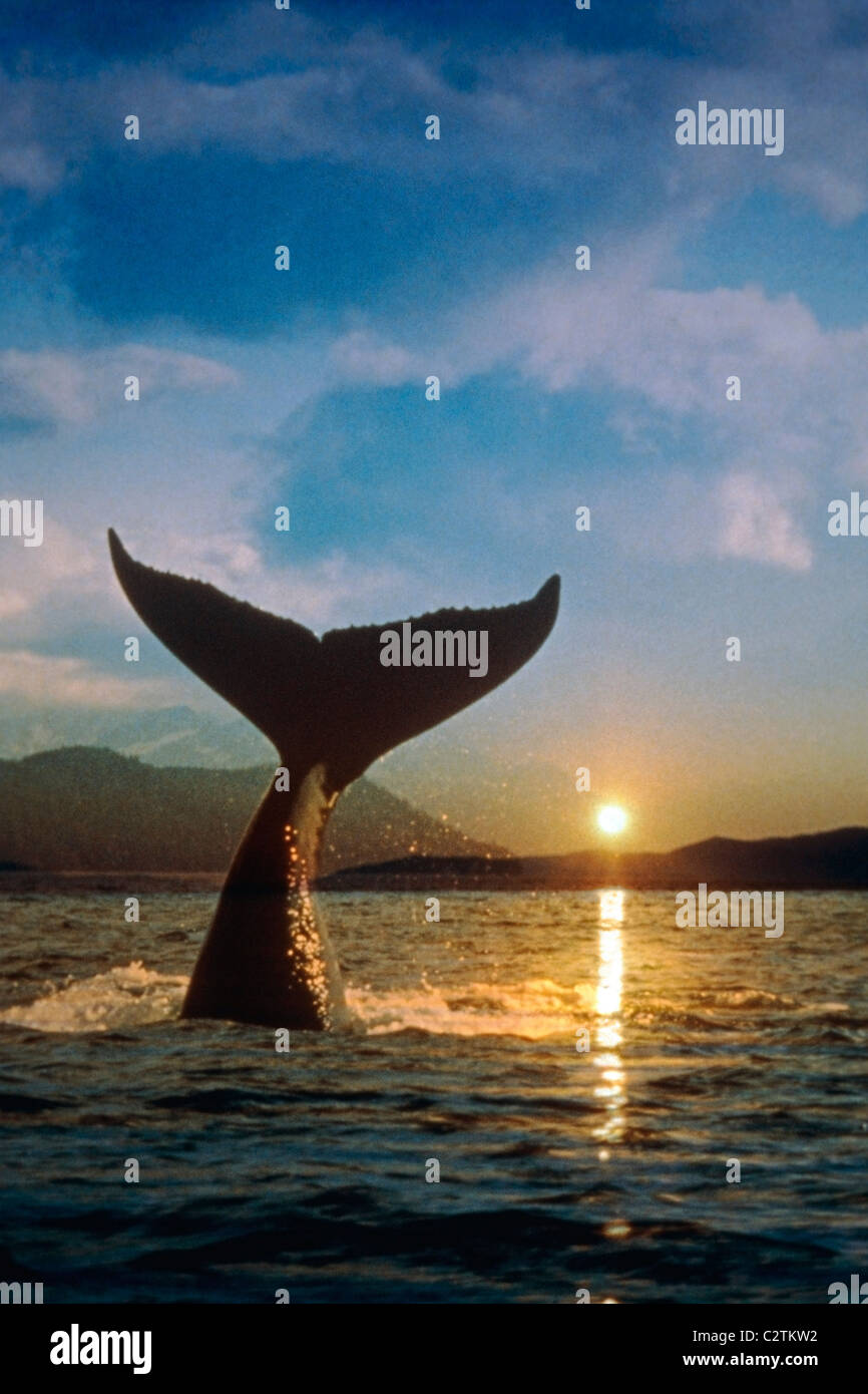 Humpback Whale il sollevamento è la coda fuori dall'acqua al tramonto vicino a Juneau in Alaska sudorientale. Composite Foto Stock