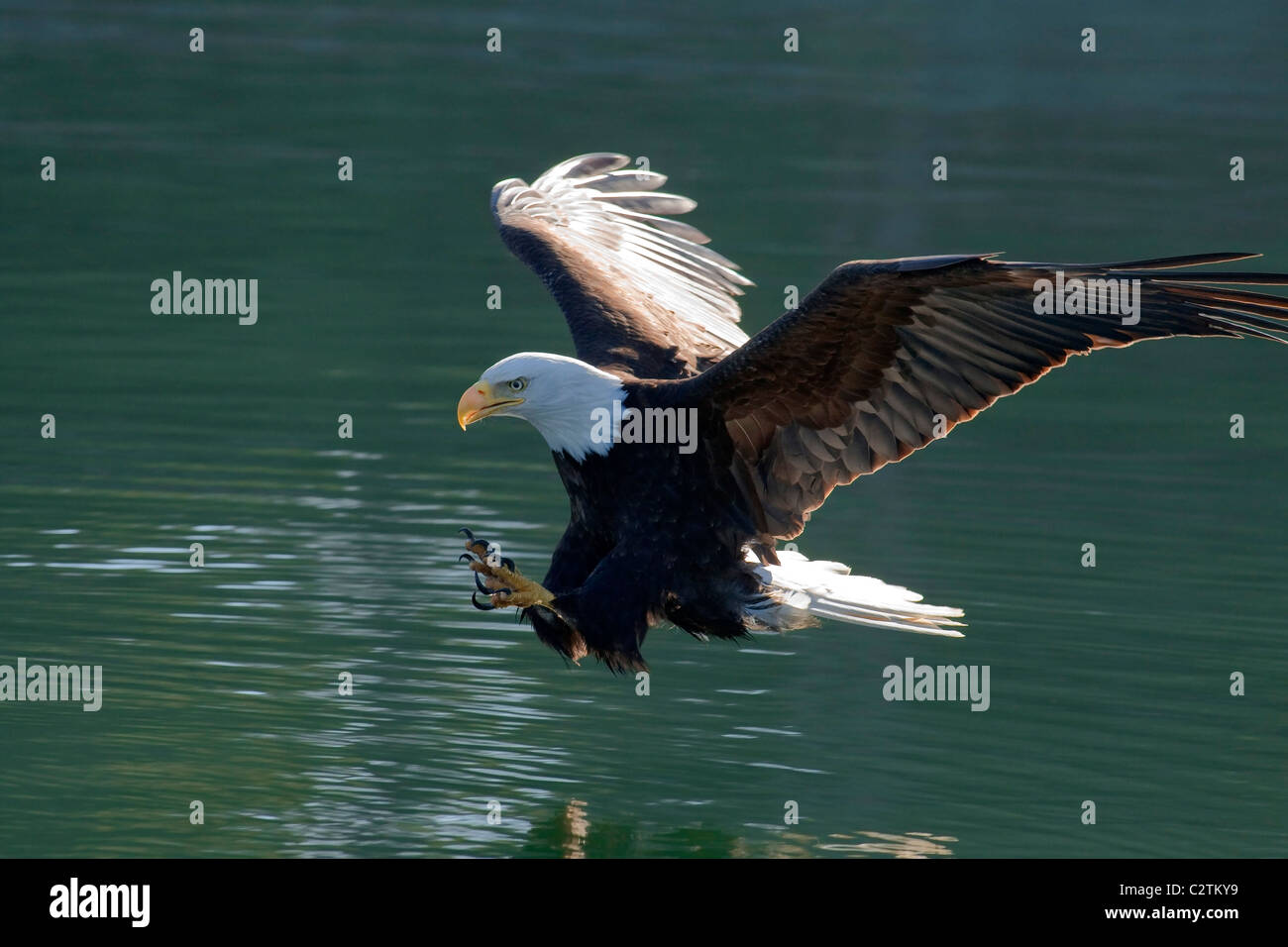 Close up di un aquila calva pescare un pesce fuori del passaggio interno acque del Sud Est Alaska Foto Stock