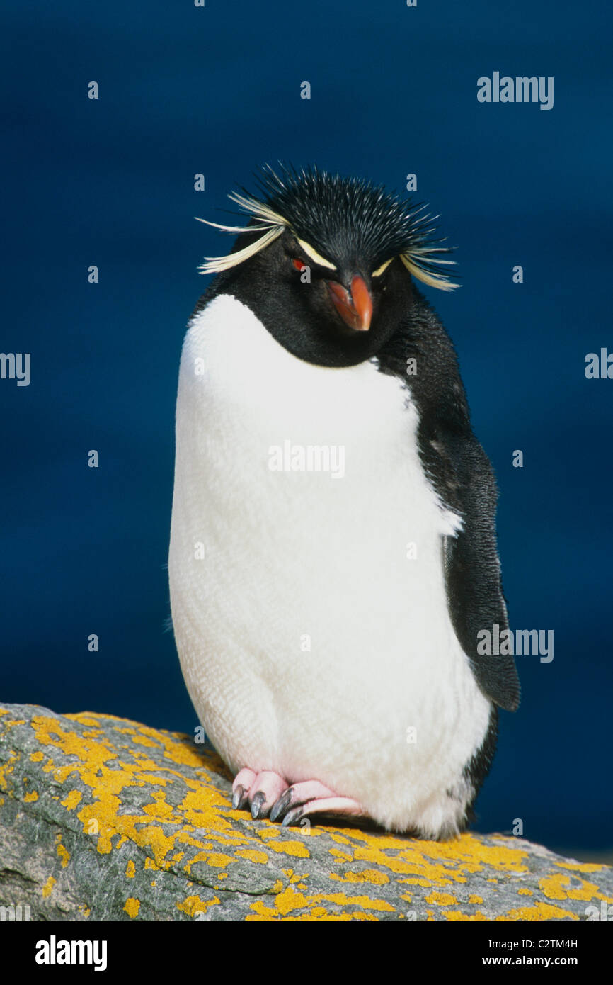 Ritratto di pinguino saltaroccia permanente sulla roccia Isole Falkland estate Foto Stock