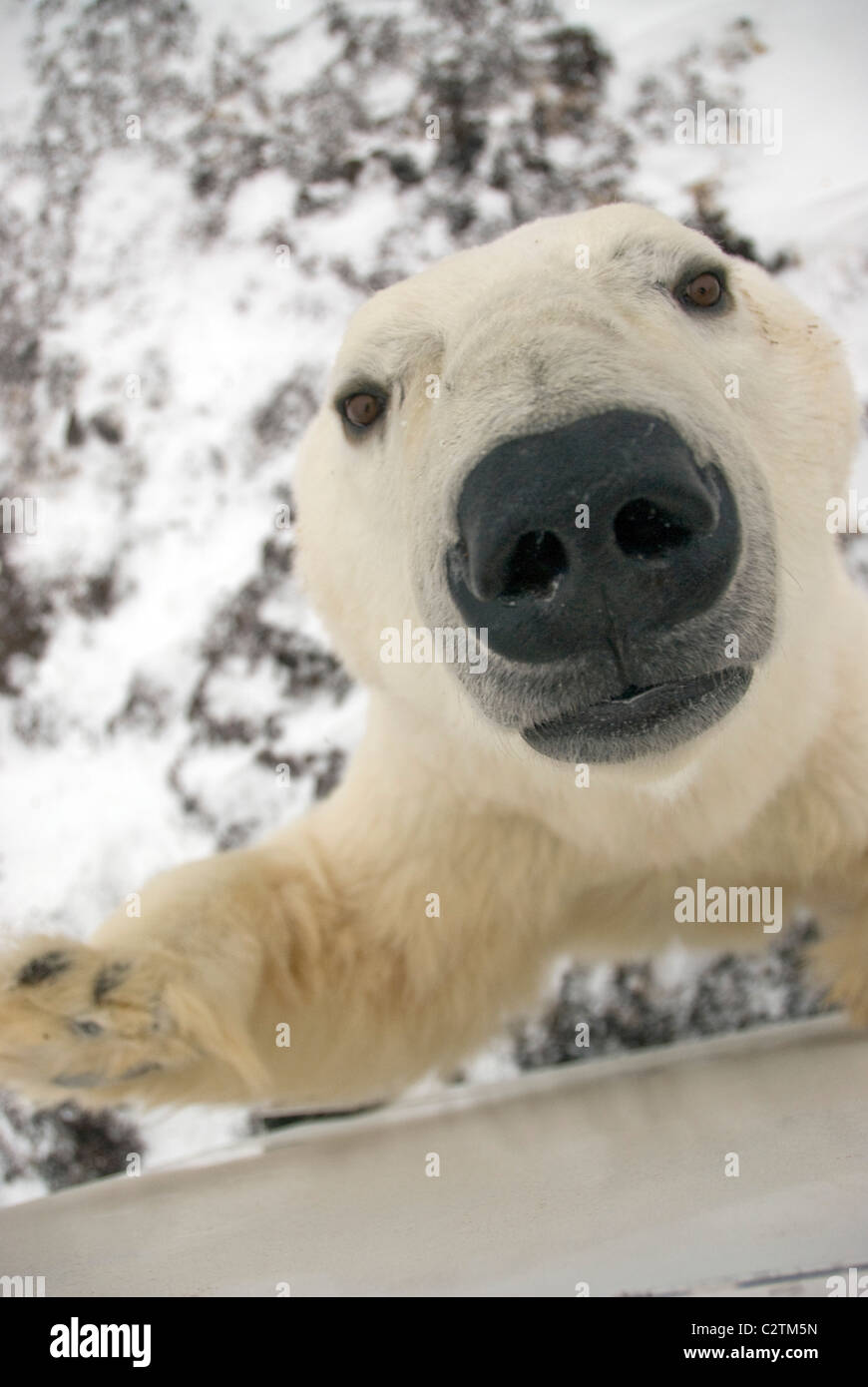 Close up di un orso polare del volto guardando in alto, lo sniffing e curioso circa il fotografo in Tundra Buggy, Canada. Foto Stock