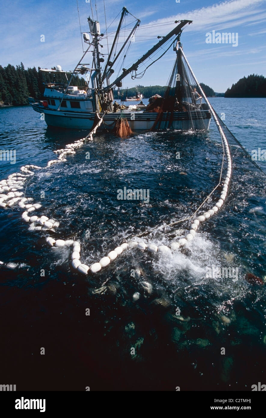 Circuizione commerciale barca da pesca salpamento in grandi catture di salmone rosa Southwest AK Kodiak Arcipelago estate Foto Stock