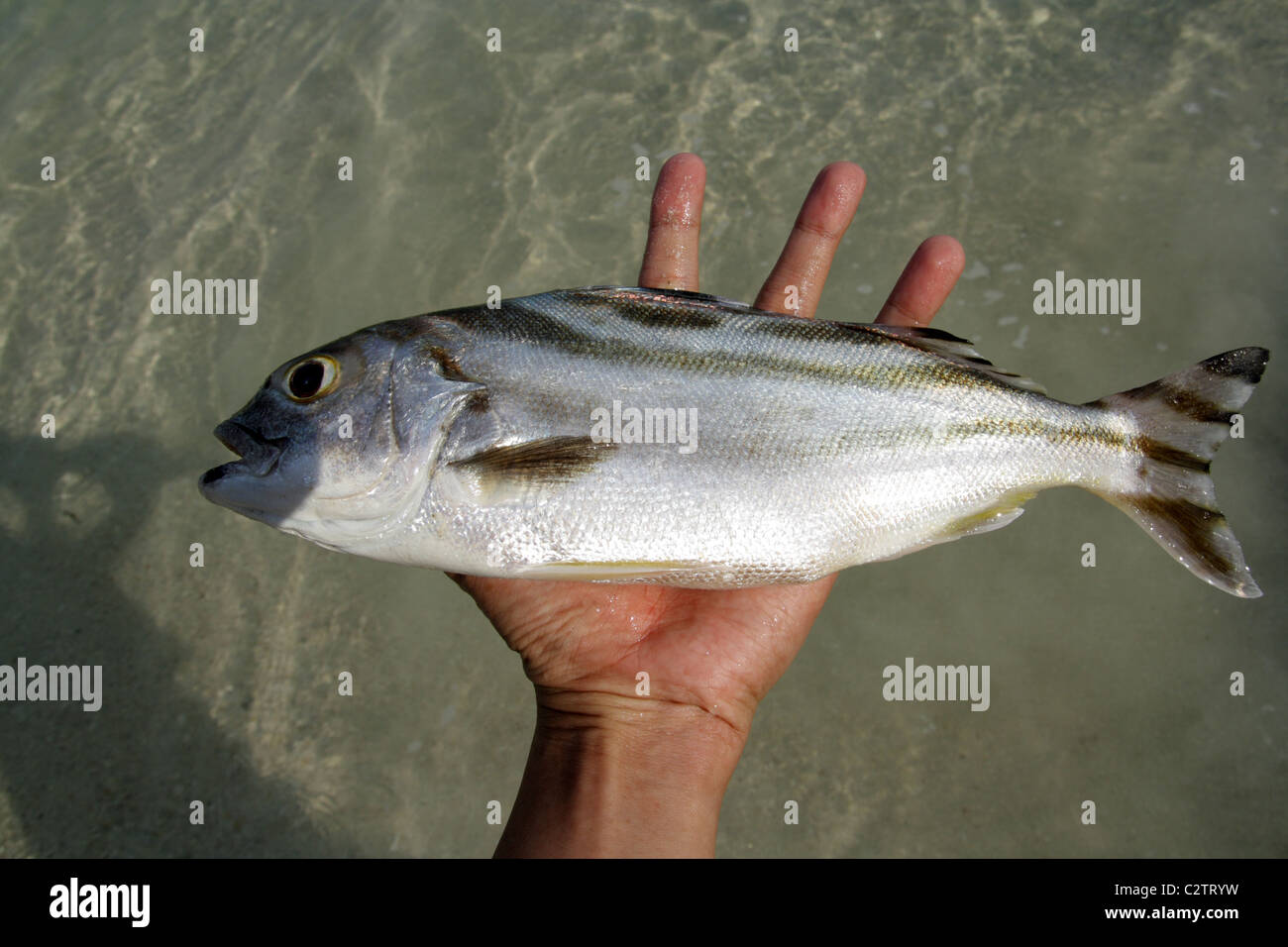 Morto il pesce di mare sulla spiaggia , Samed island Foto Stock