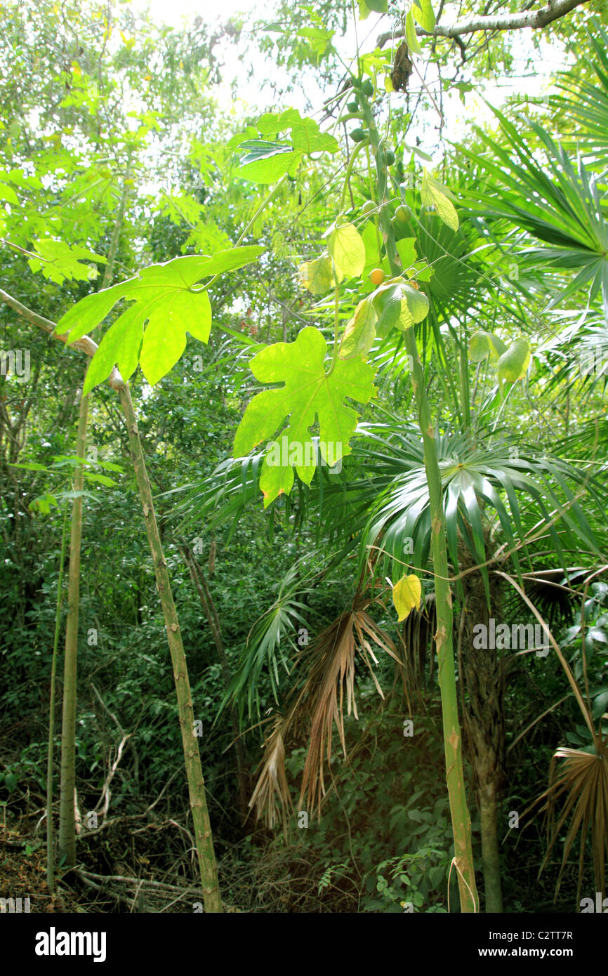 Giungla atmosfera della foresta pluviale sfondo verde America centrale Foto Stock