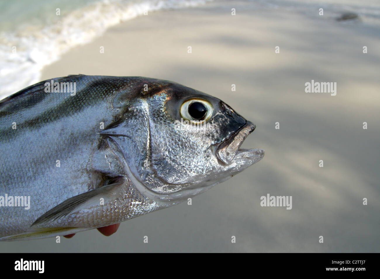 Morto il pesce di mare sulla spiaggia , Samed island Foto Stock