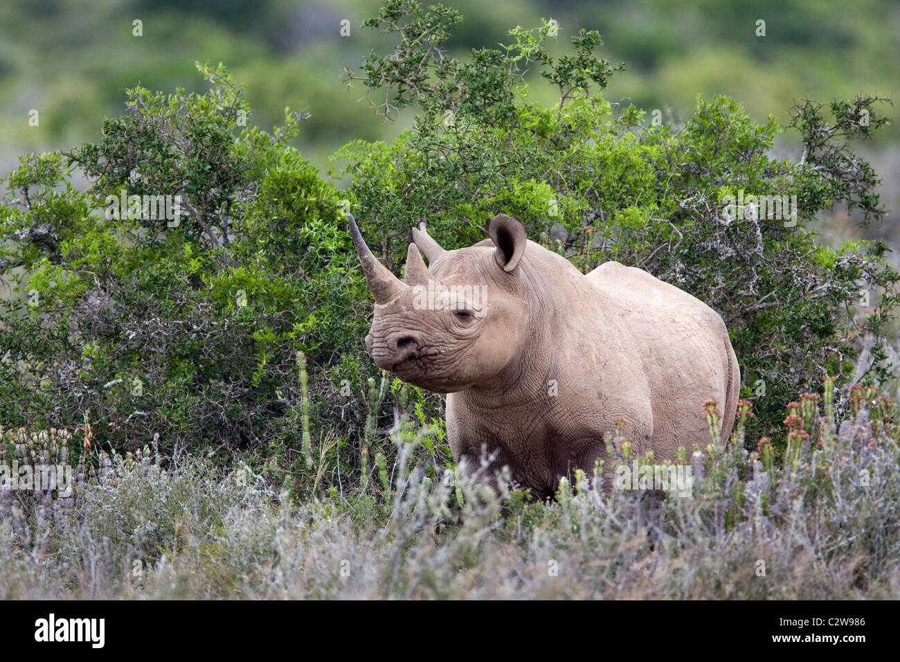 Il rinoceronte nero, Diceros simum, Kwandwe private Game Reserve, Sud Africa Foto Stock