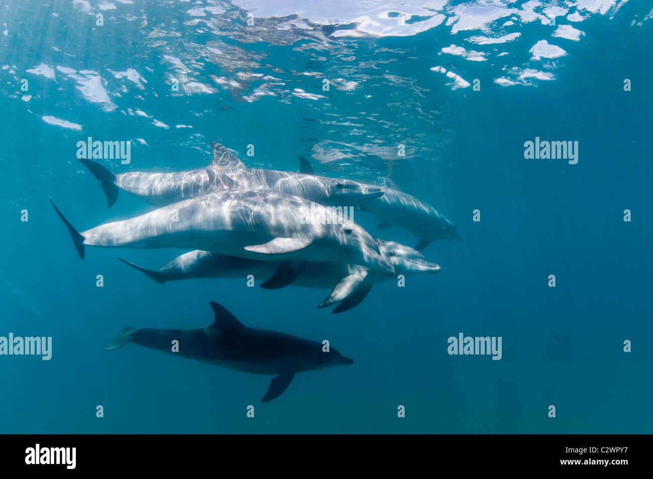 Naso di Bottiglia i delfini, Baia di Sodwana potete, Sud Africa, Oceano Indiano Foto Stock
