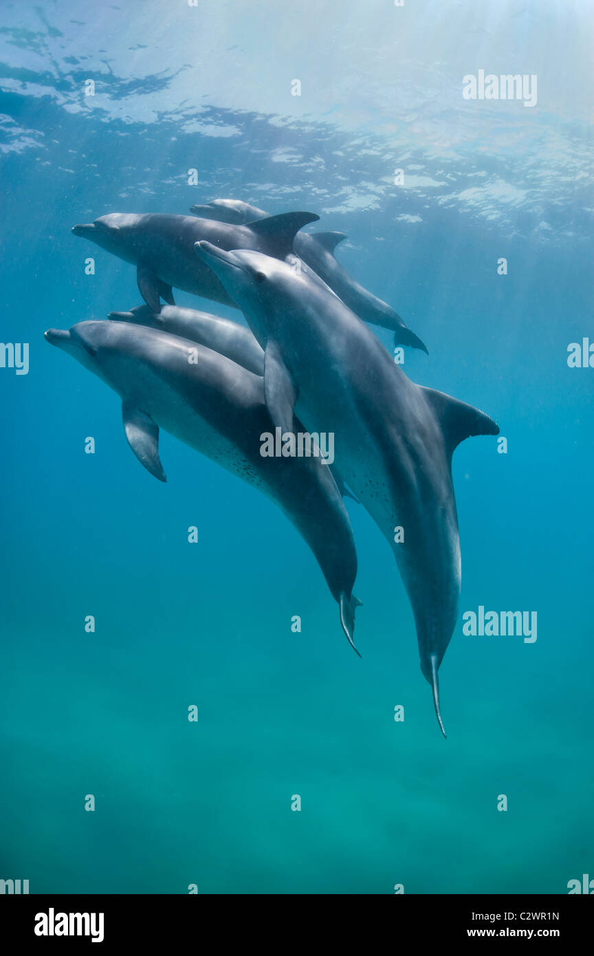 Naso di Bottiglia i delfini, Baia di Sodwana potete, Sud Africa, Oceano Indiano Foto Stock