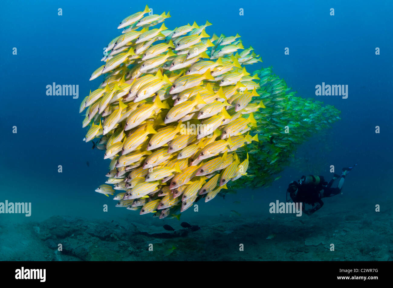 La scolarizzazione Bluestripe lutiani, Lutjanus kasmira, Baia di Sodwana potete, Sud Africa Foto Stock