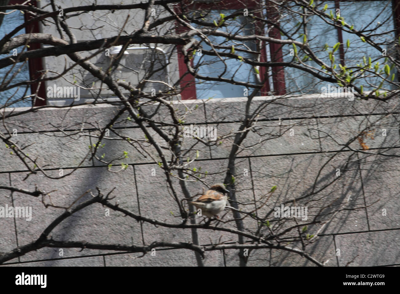 Piccolo uccello nel parco della città Foto Stock