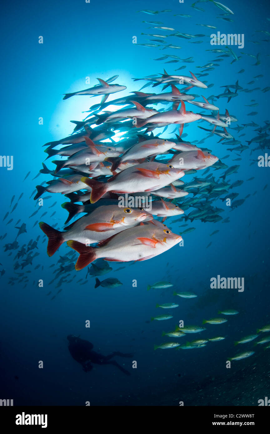 La scolarizzazione humpback Snapper, Lutjanus gibbus, Baia di Sodwana potete, Sud Africa Foto Stock