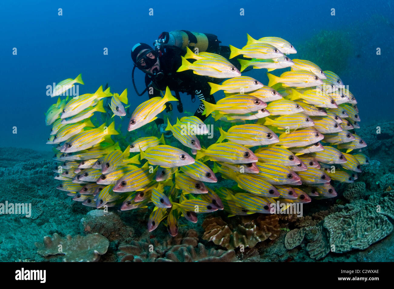 La scolarizzazione Bluestripe lutiani, Lutjanus kasmira, Baia di Sodwana potete, Sud Africa Foto Stock