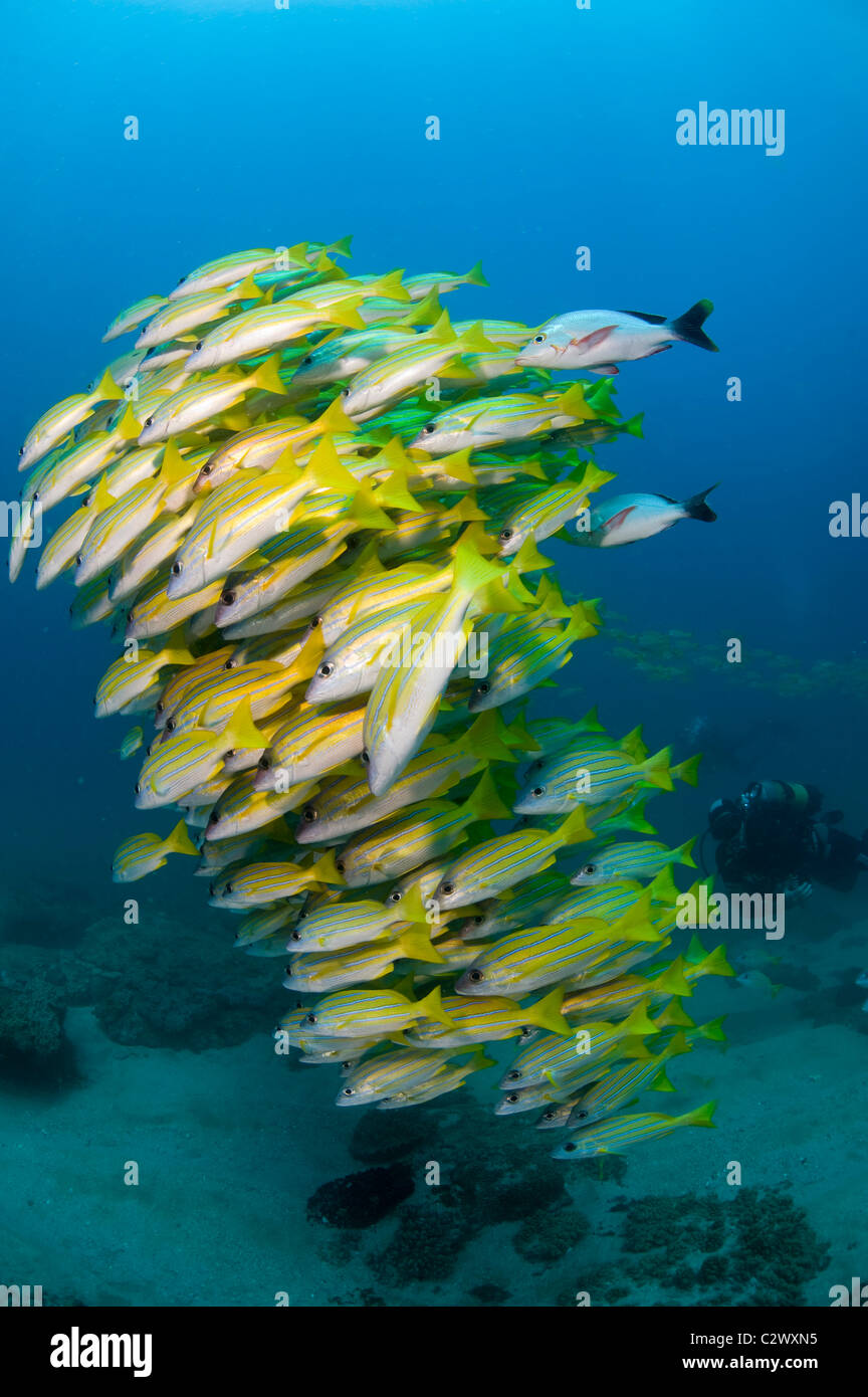 La scolarizzazione Bluestripe lutiani, Lutjanus kasmira, Baia di Sodwana potete, Sud Africa Foto Stock