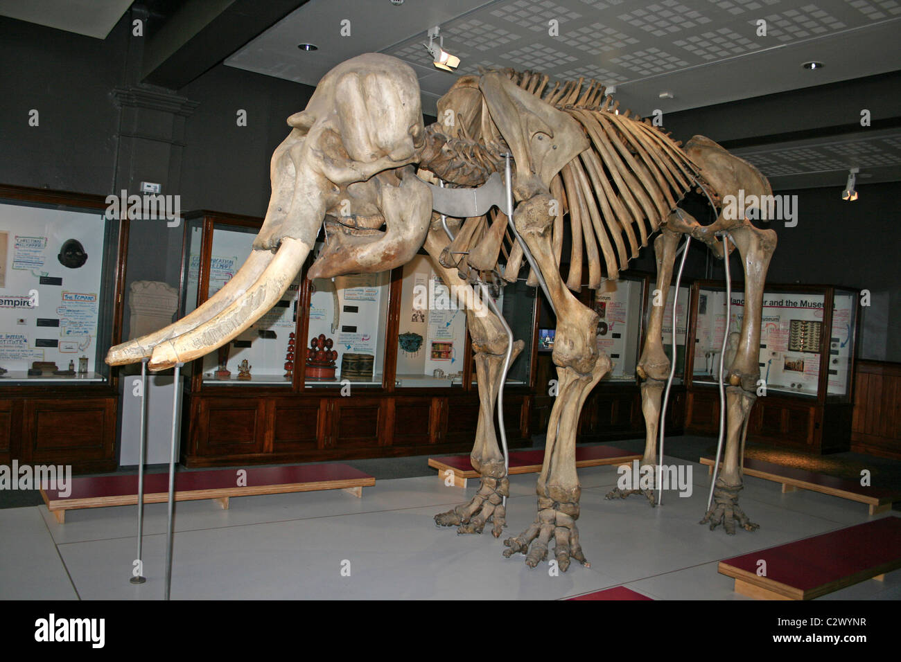 Lo scheletro di un maschio di elefante asiatico chiamato Maharajah ex di Belle Vue giardini zoologici, Manchester, Regno Unito Foto Stock