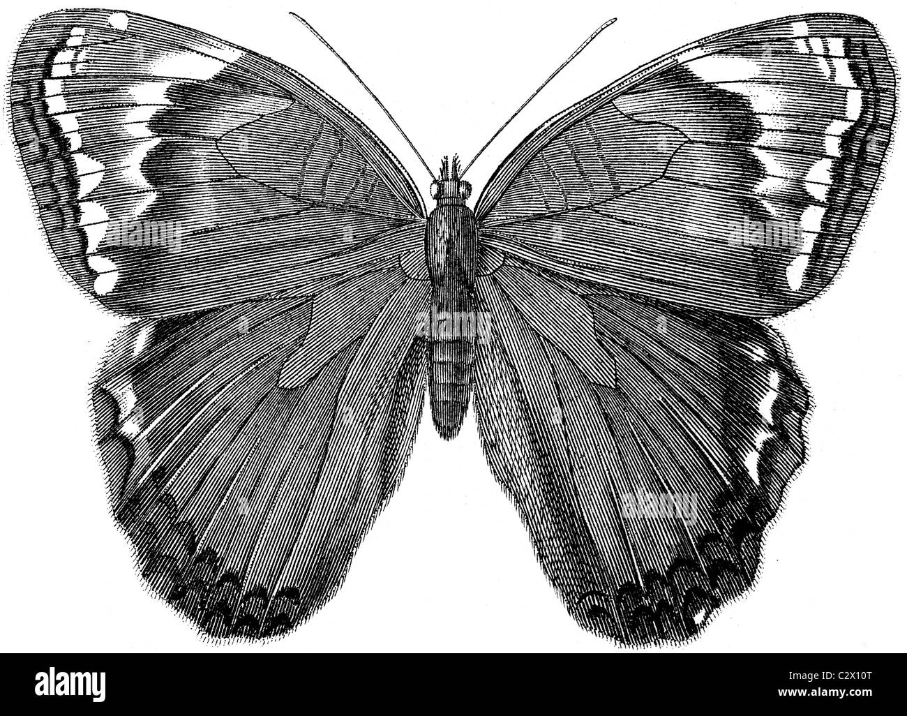 Xix secolo illustrazione del libro preso dalla nona edizione (1875) della Enciclopedia Britannica, di Butterfly, Pavonia Acadina Foto Stock